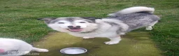 Alaskan Malamute dogs for sale: Miss  in Leek - Advert 2