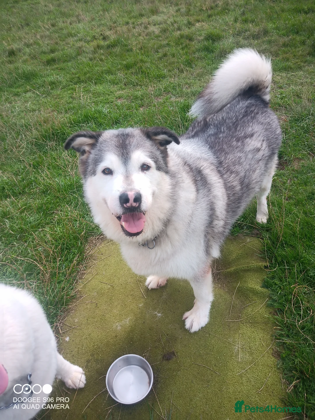 Alaskan Malamute dogs for sale: Miss  in Leek - Advert 2