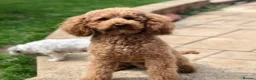 Cockapoo dogs for stud: KC registered miniature poodle health tested in Alford - Advert 5