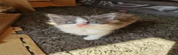 Mixed Breed cats for sale: 2 fluffy kittens ready to go - Advert 2