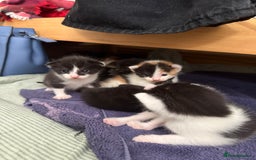 British Shorthair cats for sale: 7 kittens short hair - Image 12