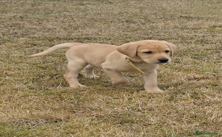 Labrador Retriever dogs - Advert 16