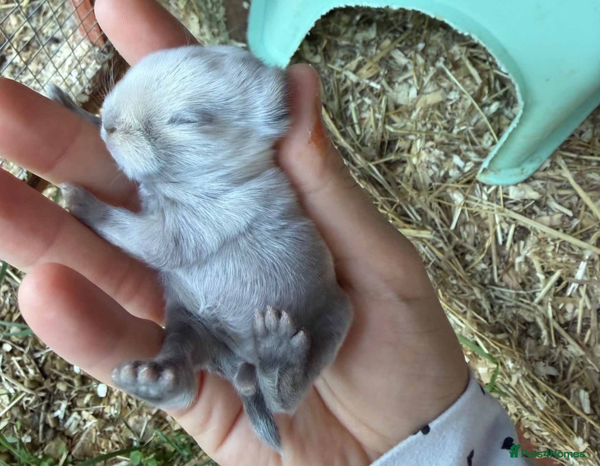 Mini Lop rabbits Baby mini lop - Advert 1