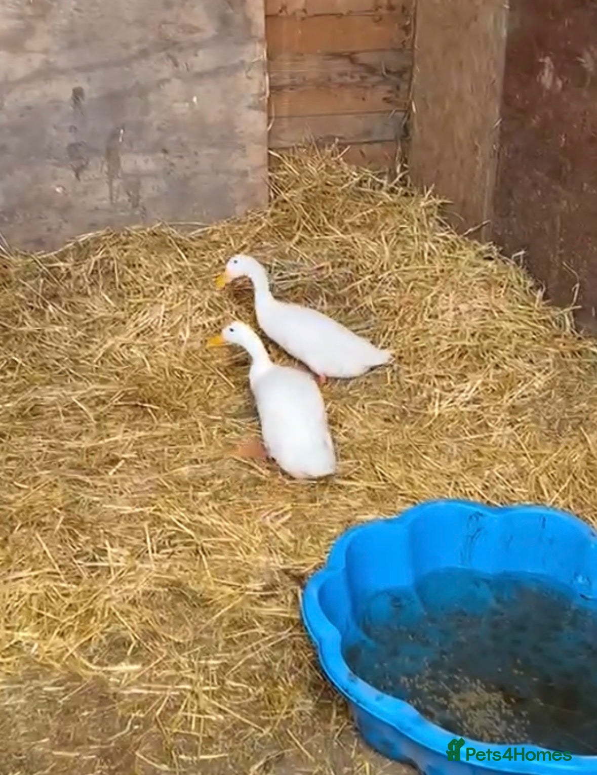 Ducks poultry Two male runner ducks - Advert 2