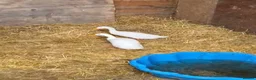 Ducks poultry for sale: Two male runner ducks - Advert 1