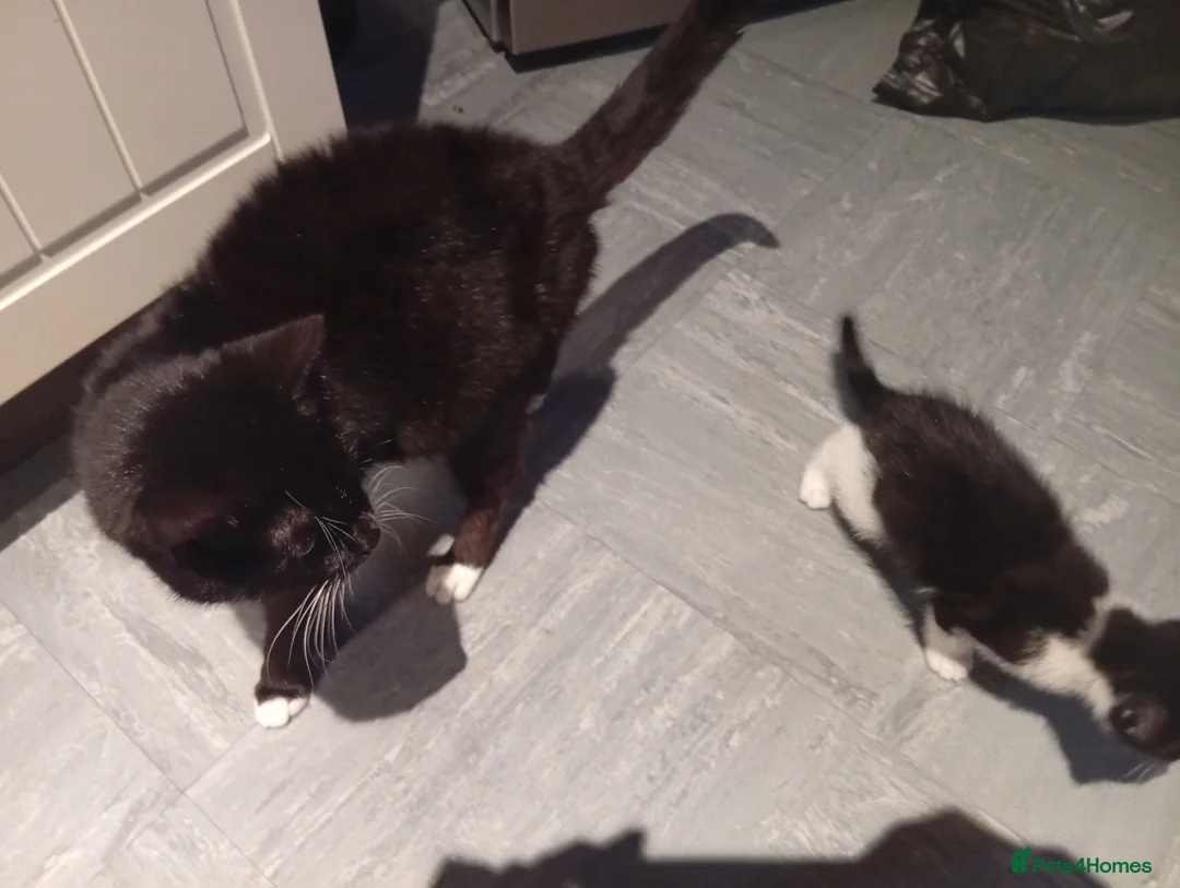 Mixed Breed cats for sale: One female left in Spalding - Advert 9