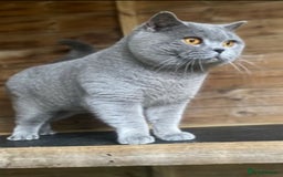British Shorthair cats for sale: BSH Chunky Girl & Boy GCCF Registered  - Image 5