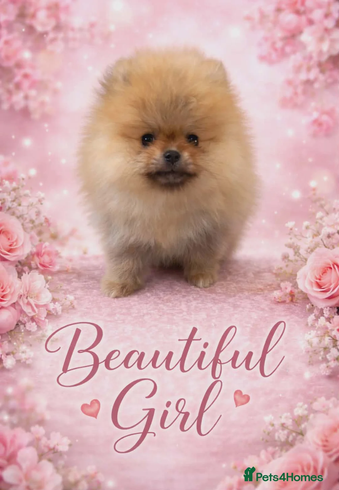 Pomeranian dogs for sale: Gorgeous Pomeranian puppies  - Advert 2
