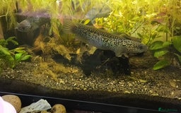 Other/Mixed Breed fish for sale: Snakeheads (channa Asiatica super spots) - Image 3