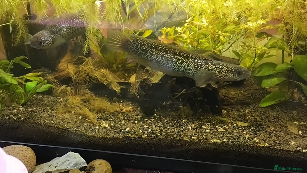 Other/Mixed Breed fish for sale: Snakeheads (channa Asiatica super spots) - Image 3