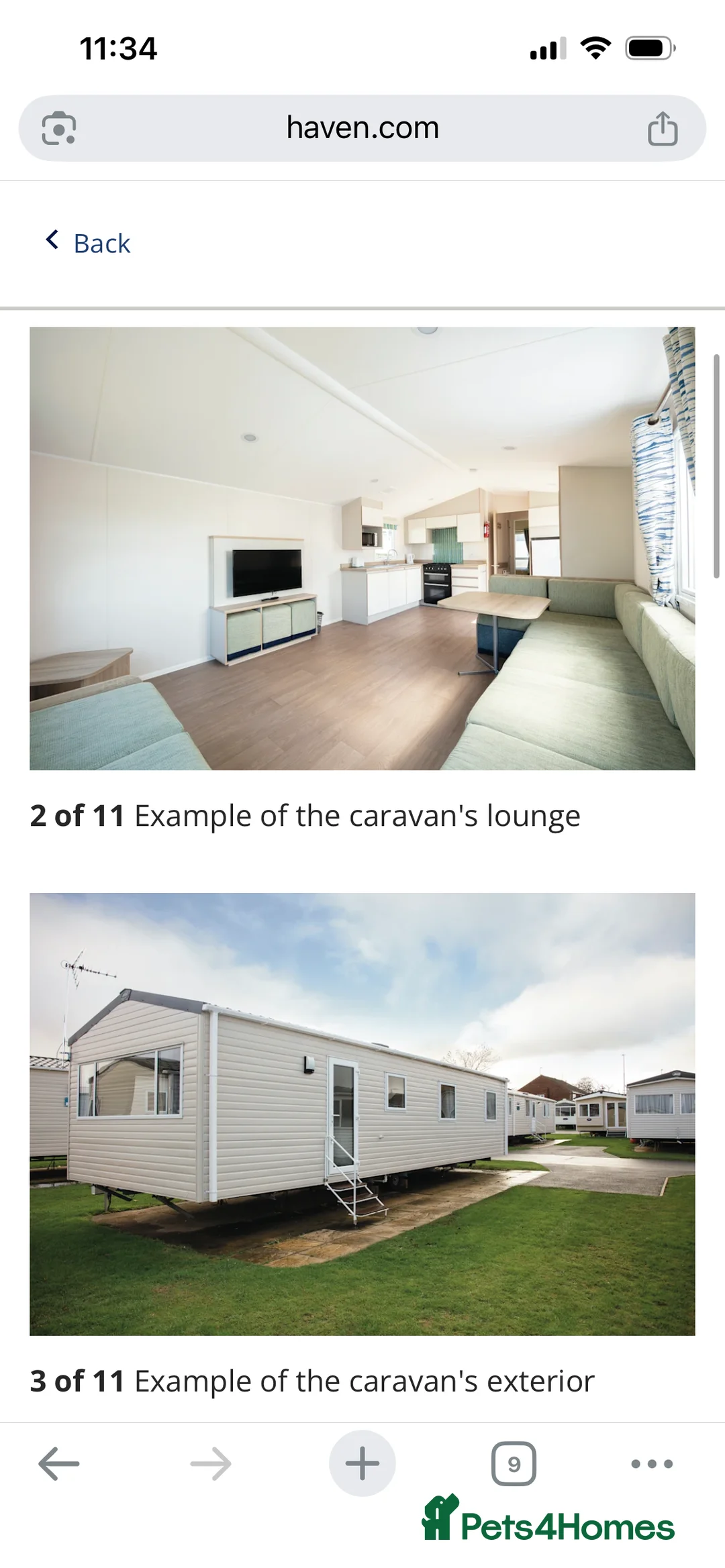 Maine Coon cats for sale: Two Beautiful Male Kittens - Advert 9