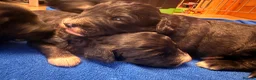 Bordoodle dogs for sale: Border doodle puppies - Advert 9