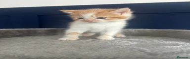 Mixed Breed Kitten 4