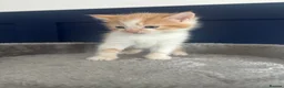 Mixed Breed cats for sale: Playful kittens for sale - Advert 15