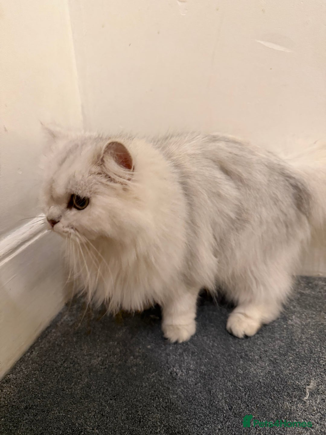 Scottish Fold cats for sale: Tica Active registered cat - Advert 5