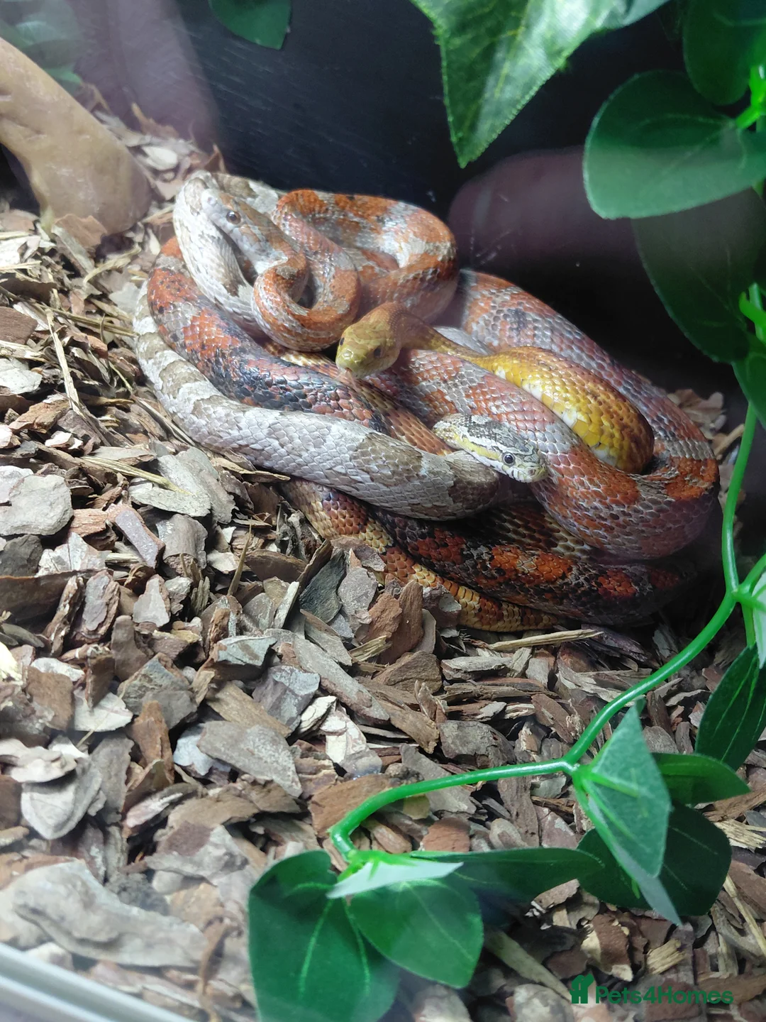Corn Snake reptiles for sale: X2 Corn snake for sale with enclosure - Advert 4