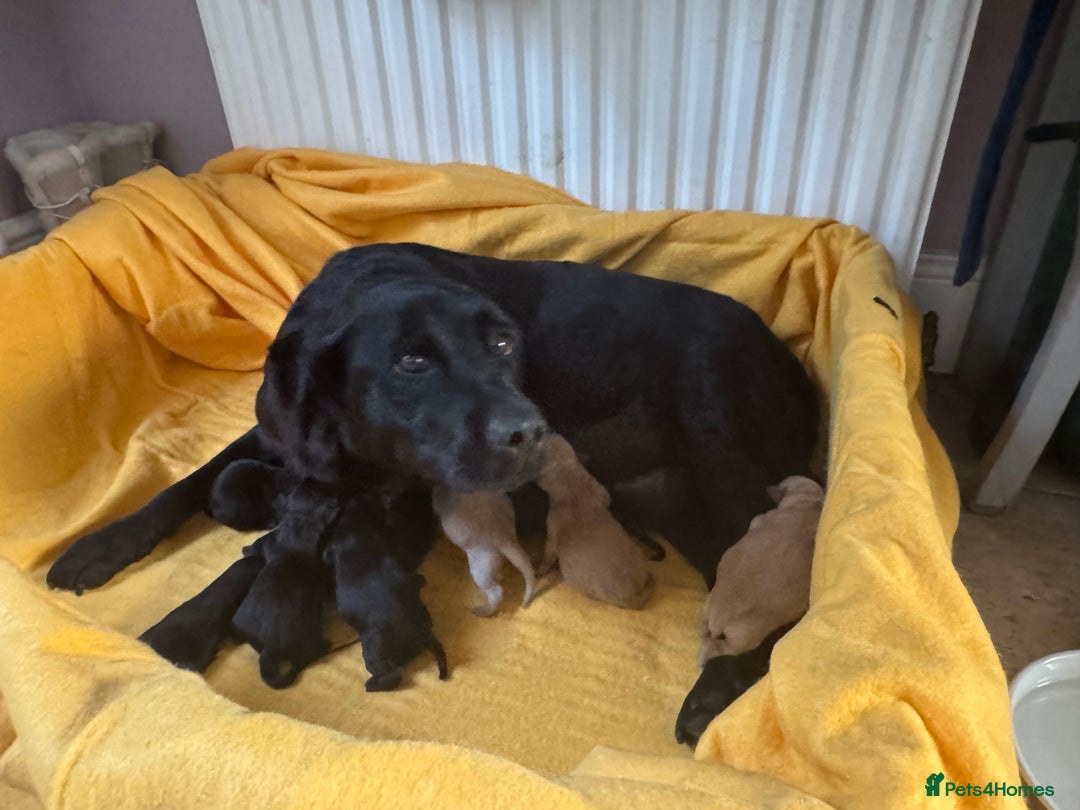 Labrador Retriever dogs for sale: Stunning traditional Labrador puppies  - Image 2