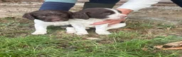 English Springer Spaniel dogs for sale: Beautiful intelligent springer puppies  - Advert 5