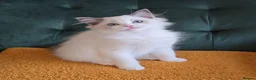 Ragdoll cats for sale: Show quality babies ready now - Advert 11