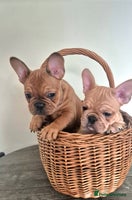 French Bulldog dogs - Advert 10