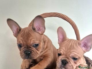 French Bulldog dogs - Advert 4
