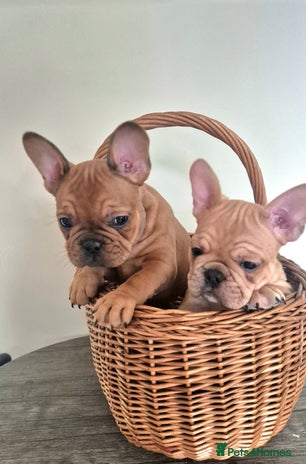 French Bulldog dogs - Advert 1