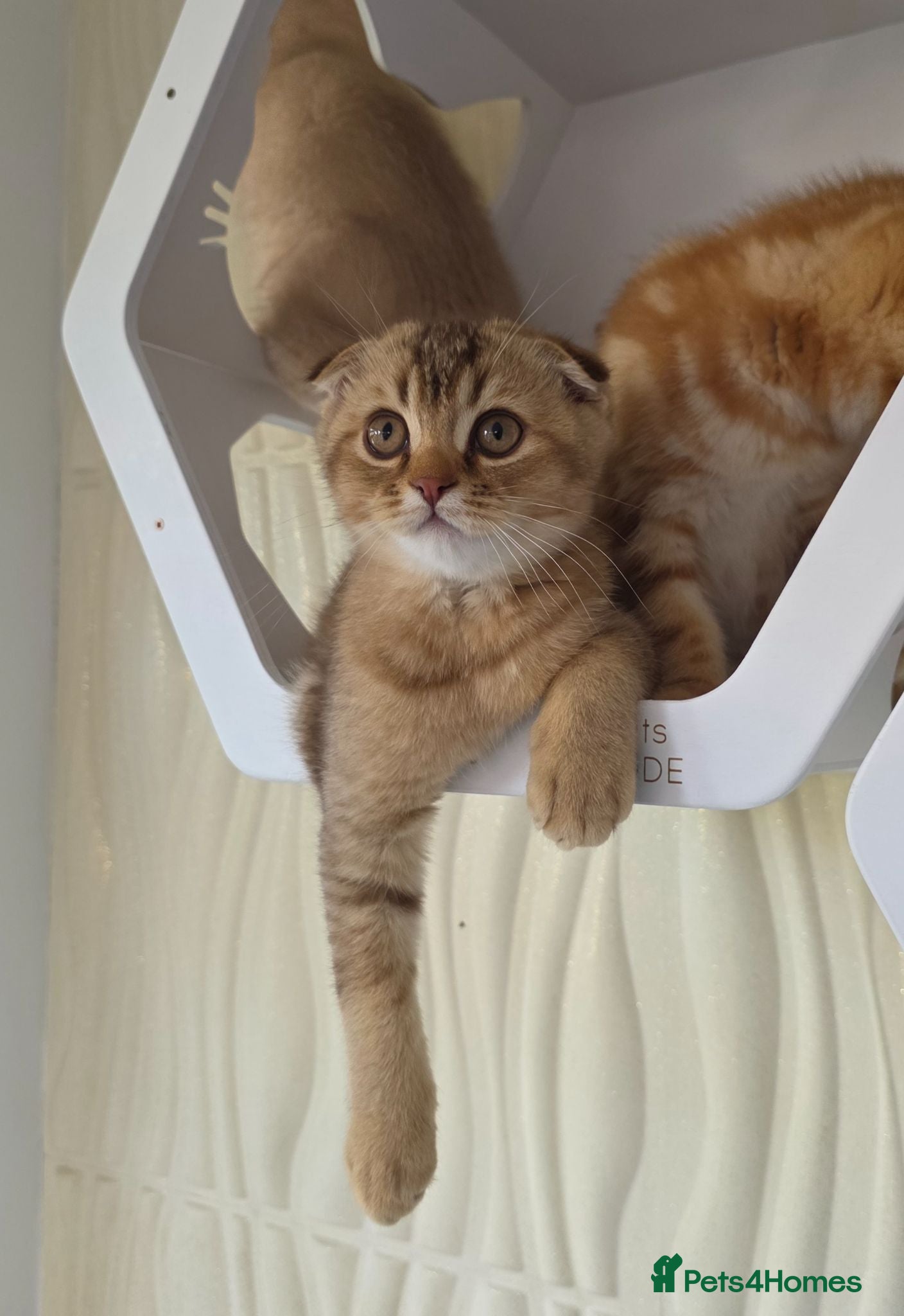 Scottish Fold cats Ready to Go Exclusive in the UK - Advert 1