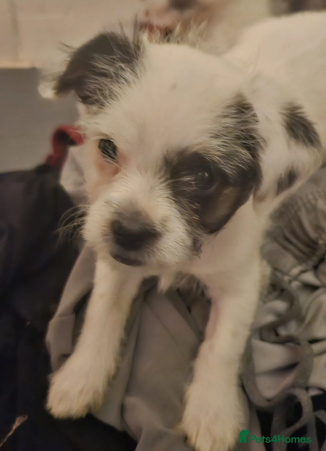 Mixed Breed dogs for sale: Shin tzu cross puppies - Advert 30