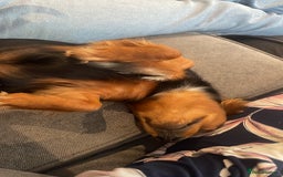 Chiweenie dogs for sale: Handsome Billy Winston  - Image 5