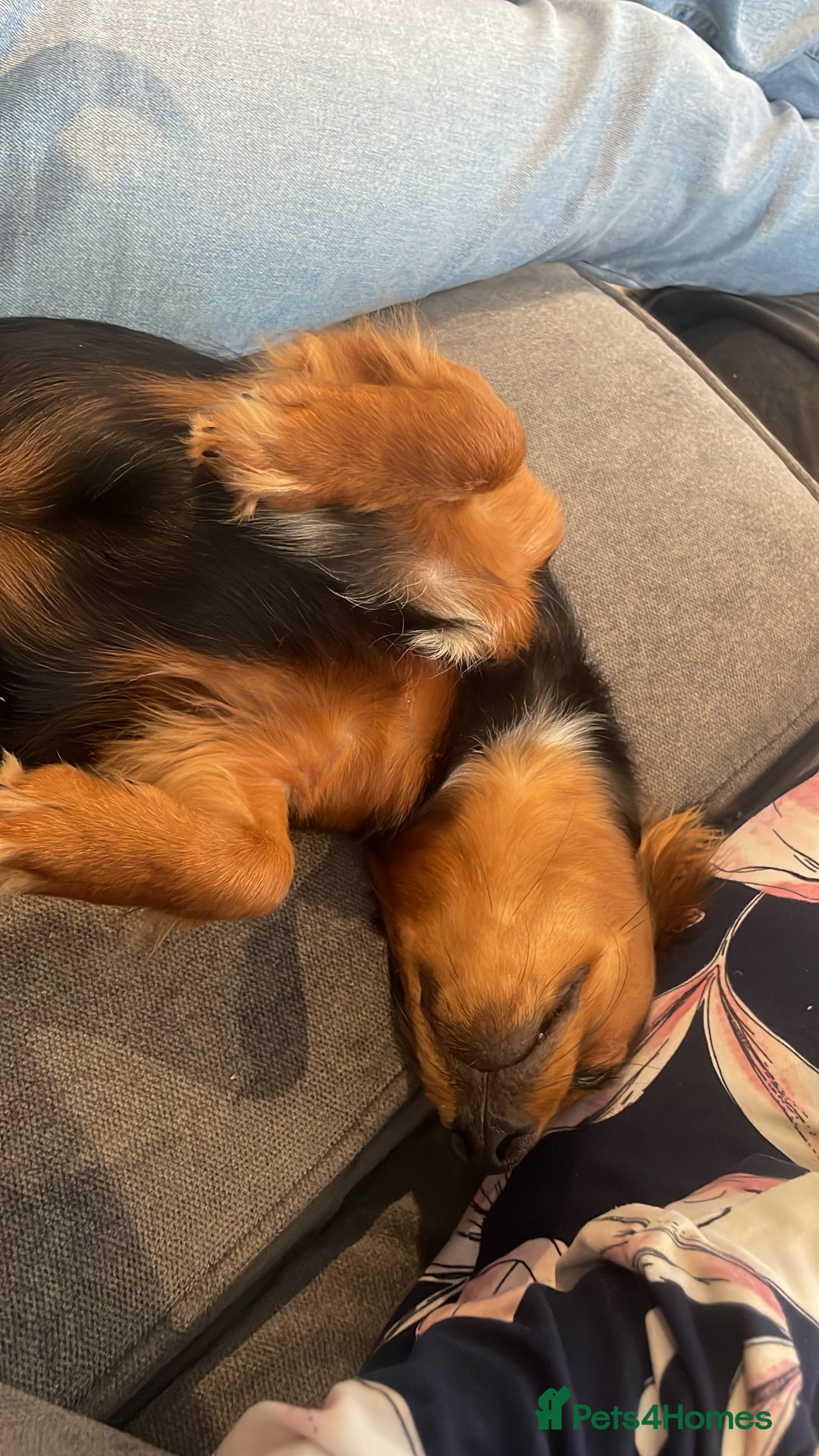 Chiweenie dogs for sale: Handsome Billy Winston  - Image 5