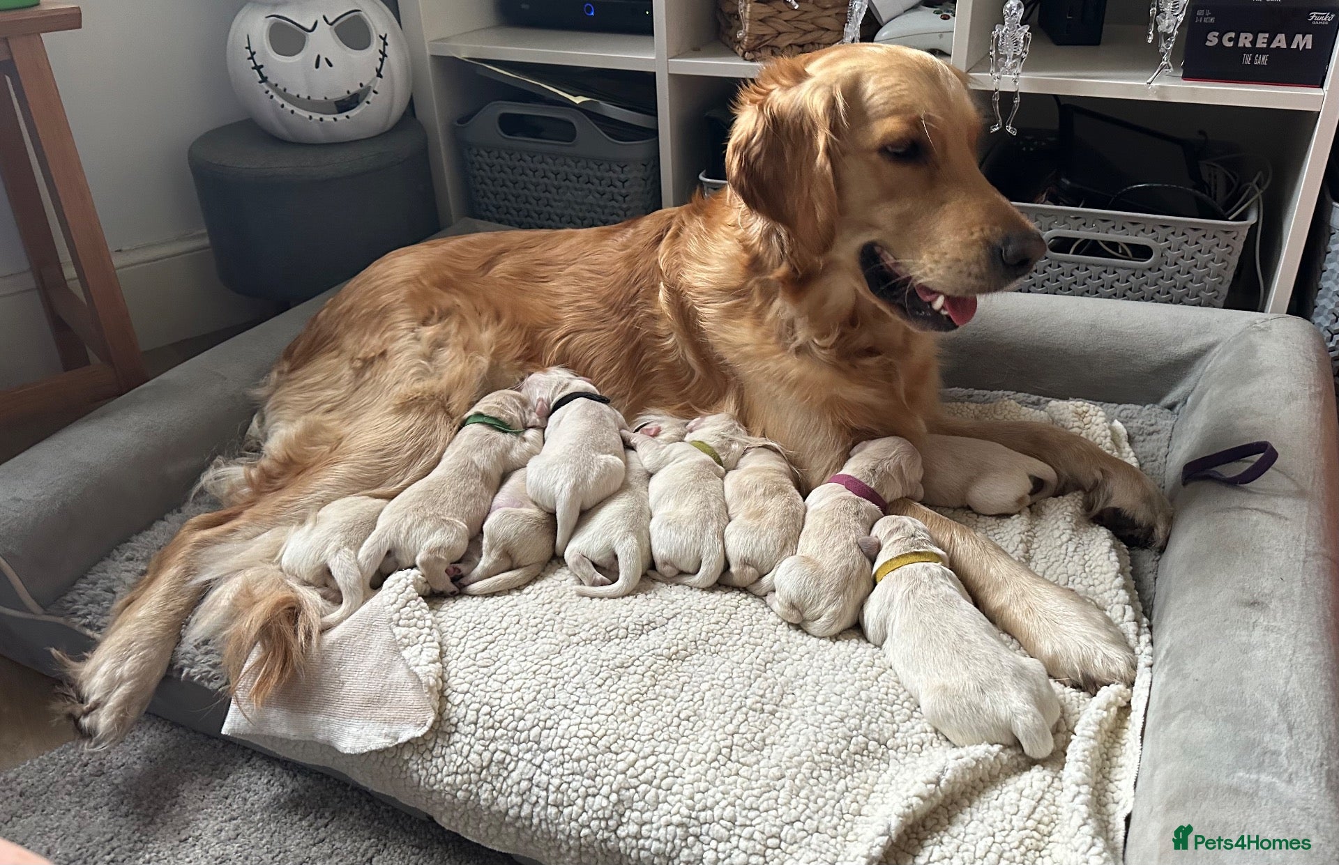 Golden Retriever dogs ✨ 10 Beautiful Golden Retriever Puppies - Advert 21