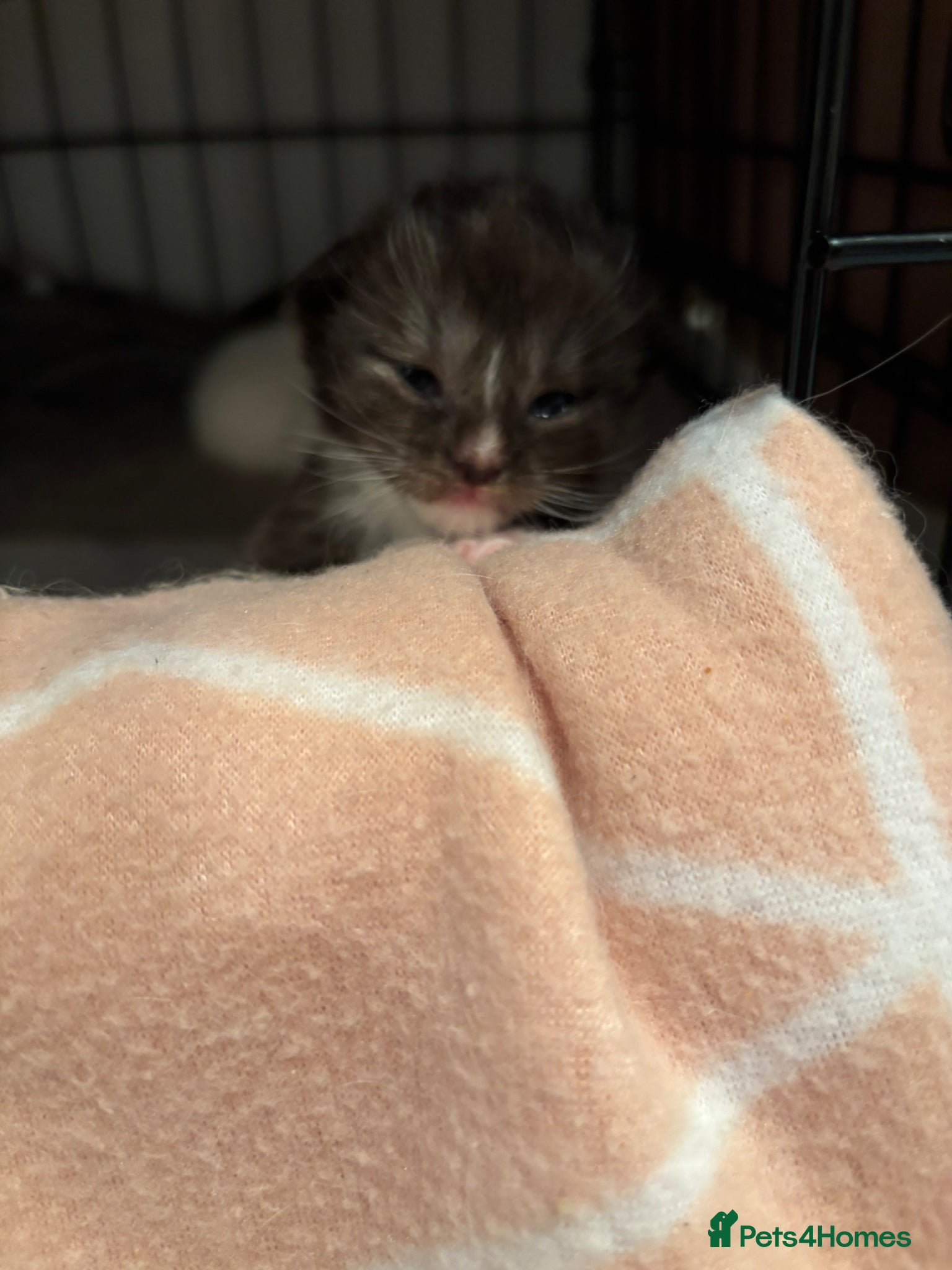 Ragcoon cats Stunning Ragcoons 😍 - Advert 13