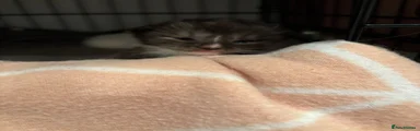 Ragcoon Kitten 4