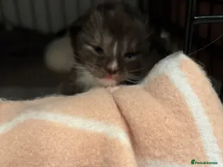 Ragcoon cats Stunning Ragcoons 😍 - Advert 13