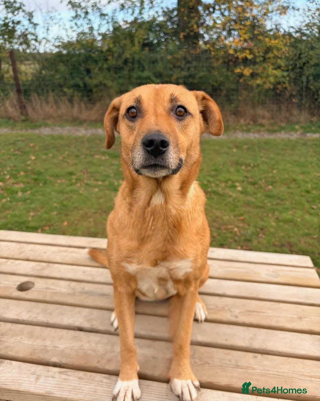 Mixed Breed dogs for adoption: 🧡 Delightful Duffy - once a shell of a dog 🧡 in Kidderminster - Advert 19