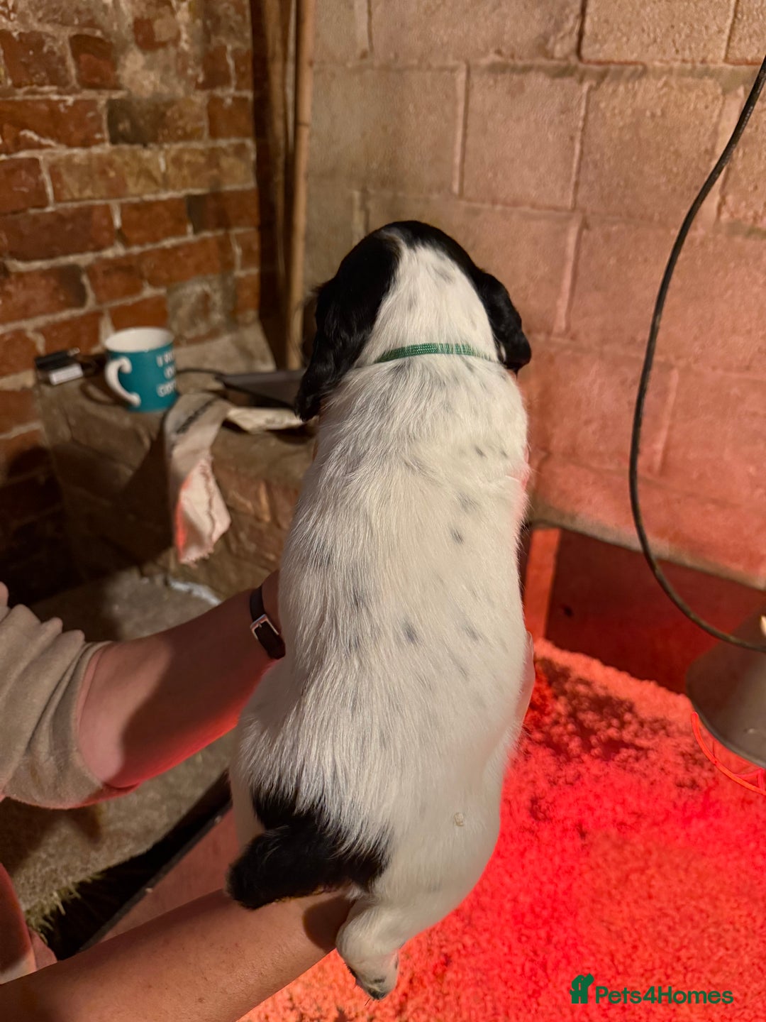 Cocker Spaniel dogs for sale: One blue roan cocker boy left - Image 3