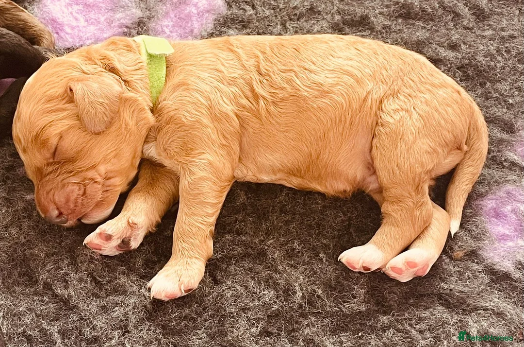 Cockapoo dogs for stud: Cockapoo Stud Dog (PROVEN) in Maidstone - Advert 13