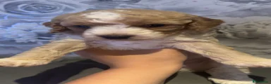 Beige and white male 