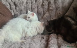 Munchkin cats for sale: Stunning Munchkin in London - Image 20