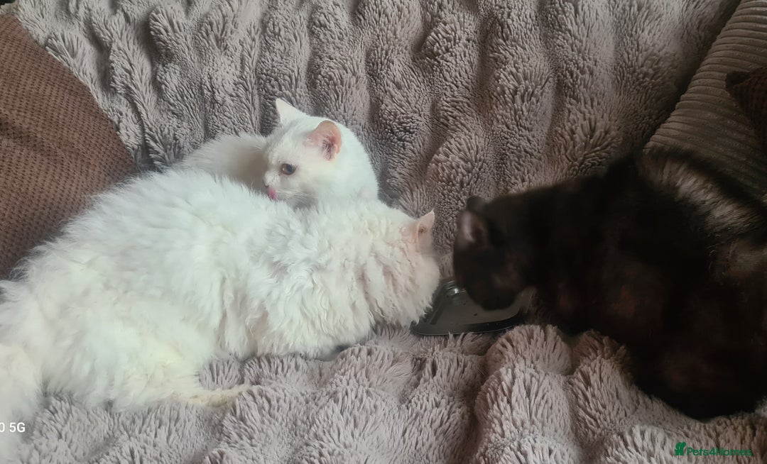Munchkin cats for sale: Stunning Munchkin in London - Image 20