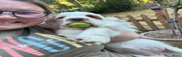 Clumber Spaniel dogs for sale: Quality Clumber Spaniel Puppies  in Malvern - Advert 8