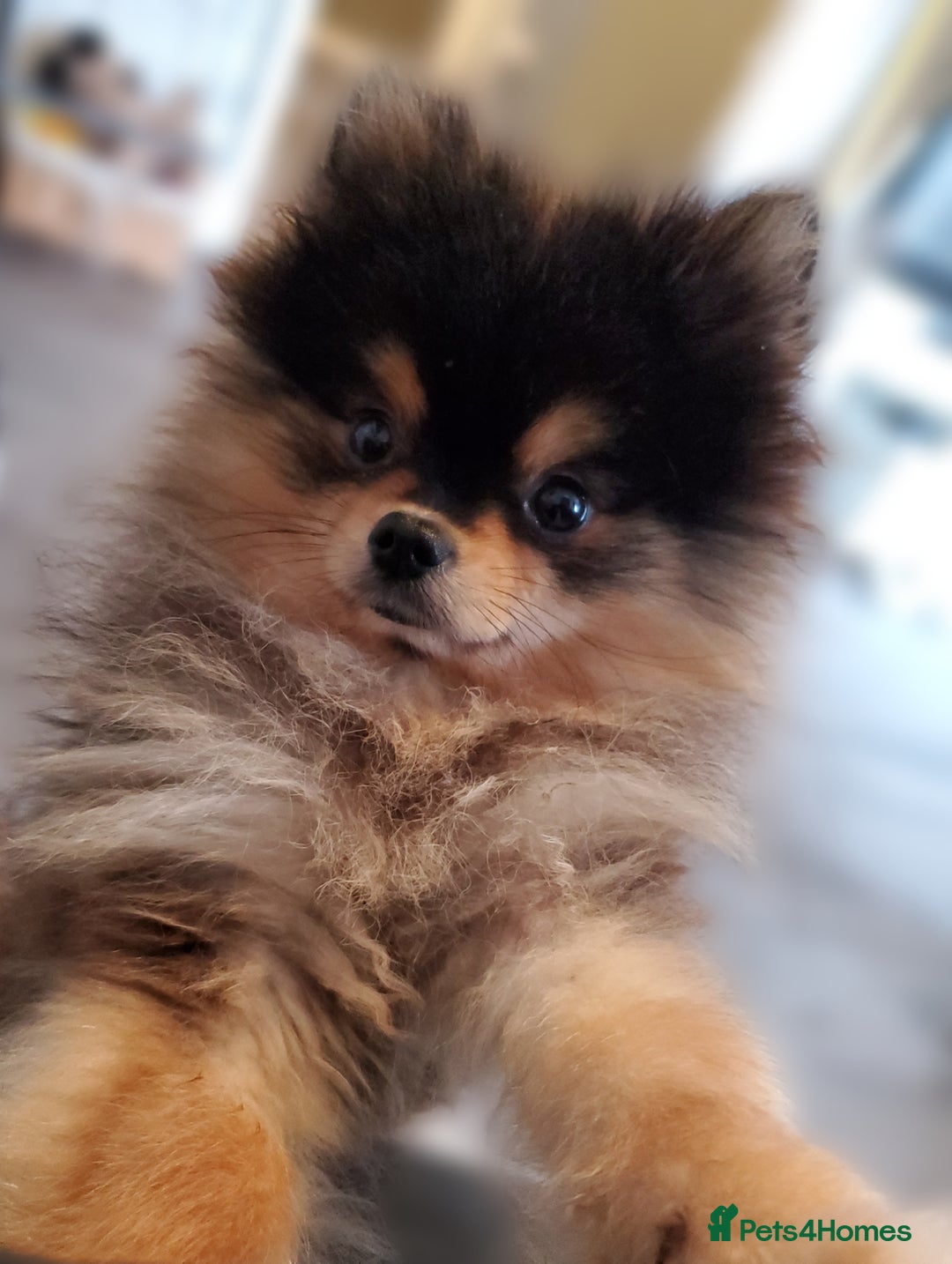 Pomeranian dogs for stud: Kc Pomeranian For Stud Duties - Advert 4