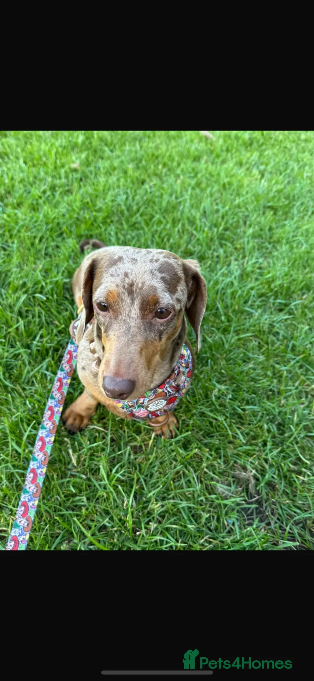 Miniature Dachshund dogs for sale: Beautiful Miniature Dachshund  in Penrith - Advert 9