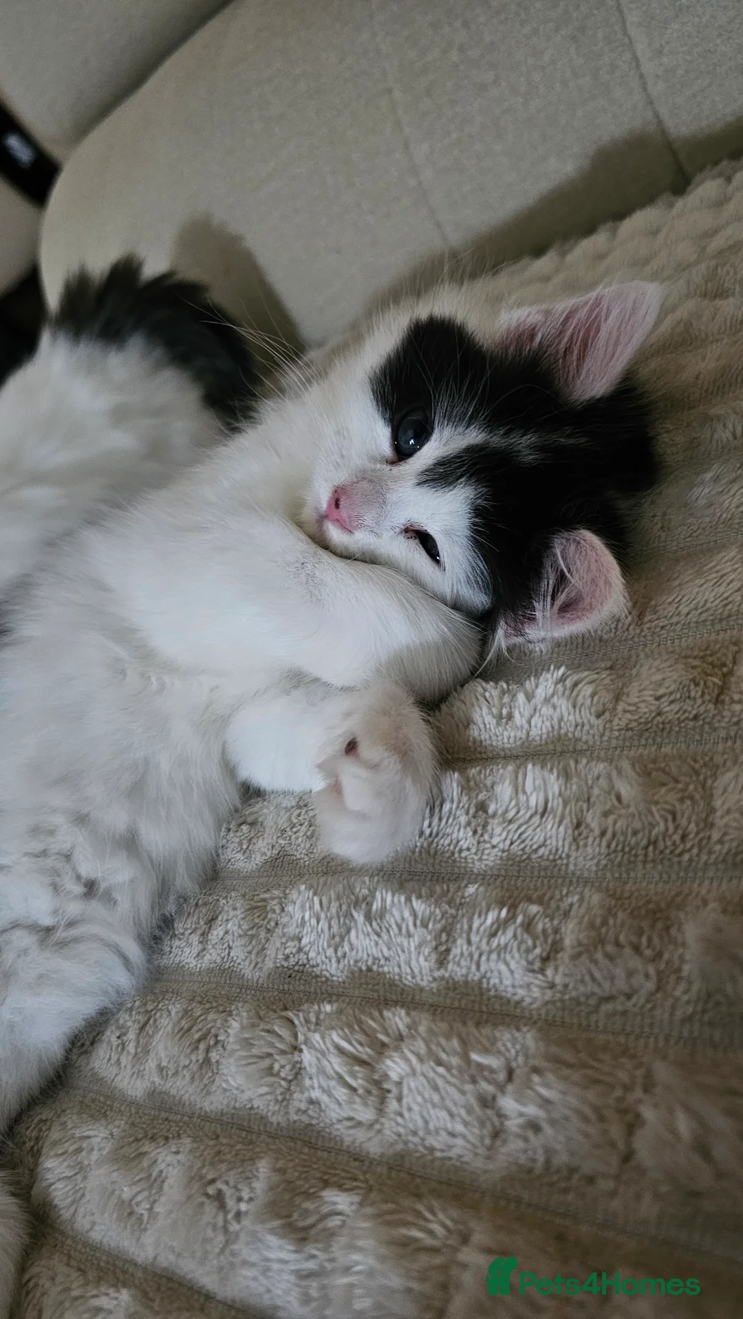 Turkish Angora cats for sale: Black and white kitten ready for a new home 🐾 - Advert 12
