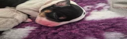 American Bulldog dogs for sale: 7 absolutely stunning puppies available  - Advert 19