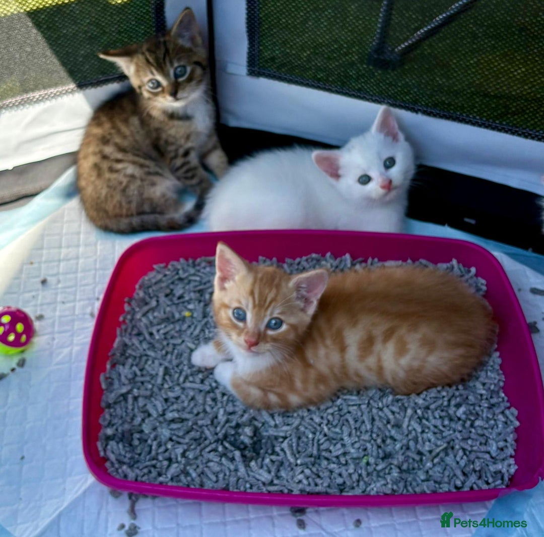 British Shorthair cats for sale: Adorable Kittens! - Image 9