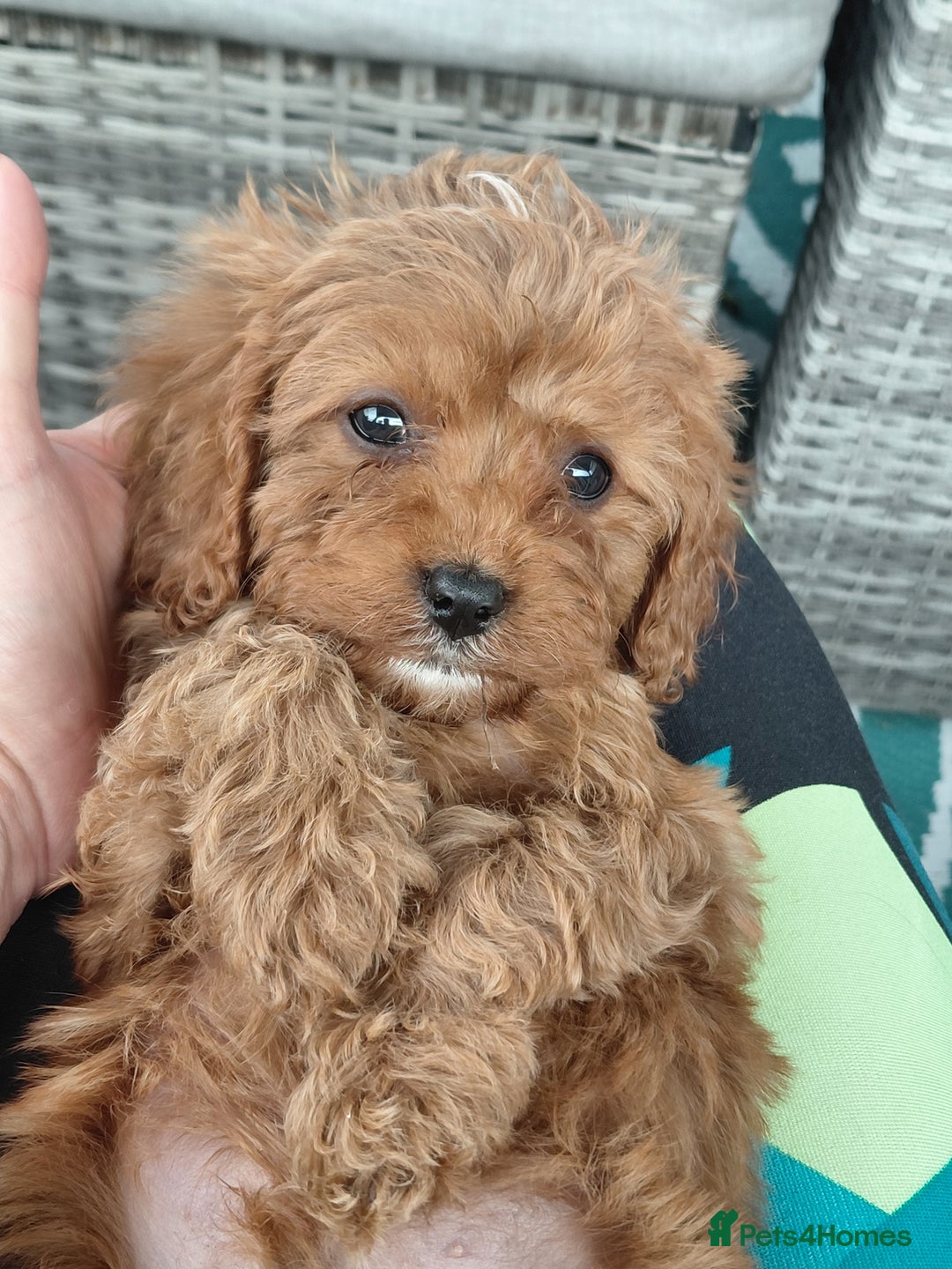 Cavapoo dogs for sale: Beautiful cavapoos  - Image 12
