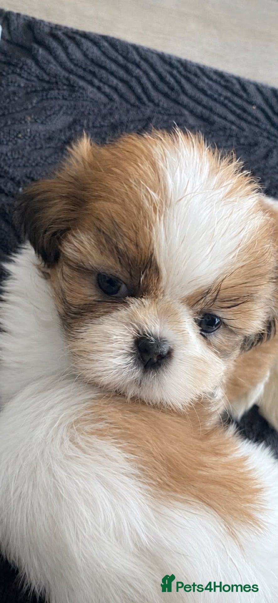Shih Tzu dogs Beautiful litter of Shih Tzu puppies - Advert 2