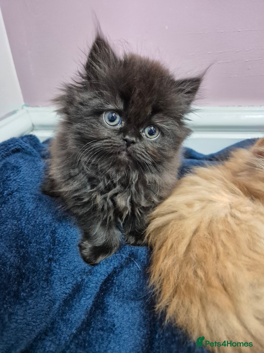 Persian cats for sale: Gorgeous Persian kittens! READY FOR  ** ! - Advert 4