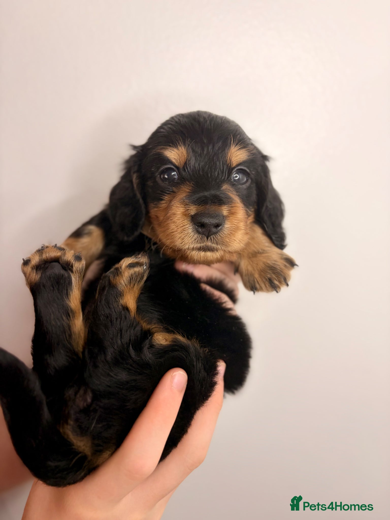 Miniature Dachshund dogs Pedigree Longhaired Miniature Dachshunds  - Advert 5
